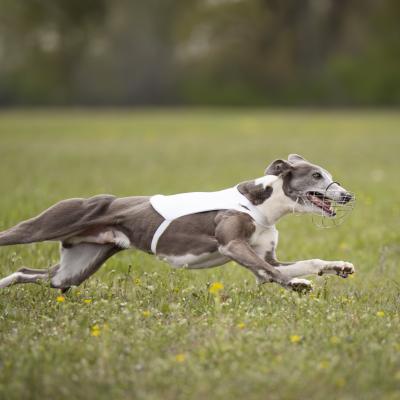 Coursing - 03