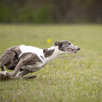 Coursing - 02